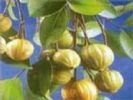 Garcinia Combogia Extract